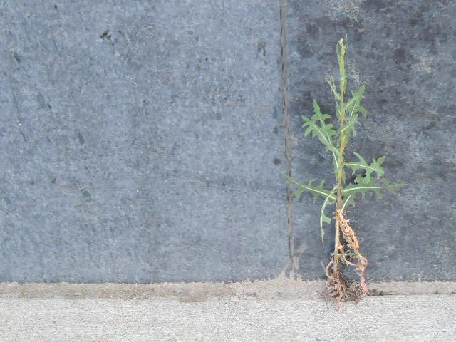 Plants Defy Concrete Outside Sudbury Post Office | Sudbury Working Group