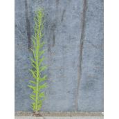 Plants Defy Concrete Outside Sudbury Post Office