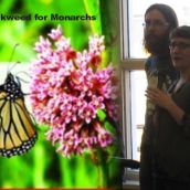 Tara Levesque and Mark Varrin give an update on Milkweed for Monarchs.