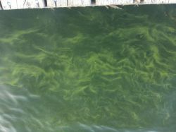 Blue green algae in Ramsey Lake, July 20 (photo by Lilly Noble)