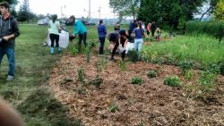 “Laurentian students put in a rain garden with the Ramsey Lake Stewardship Committee to help keep the lake healthy.  What if….residents planted rain gardens throughout urban watersheds?  What’s YOUR big idea for making Greater Sudbury greener?” Photo credit:  Lilly Noble