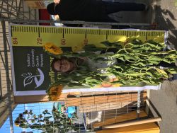 MEDIA RELEASE:  GIANT SUNFLOWER STACKS OVER SUDBURY  Contest Winner’s Sunflower Was Over Twice Average Canadians Height