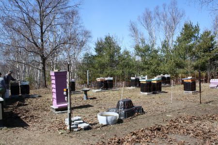 Bee hives inside the electric fence