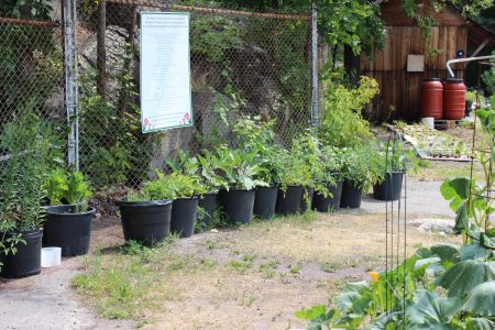 Community gardens embrace an understanding that having access to basic healthy food is a human right. (Photo by Larson Heinonen)