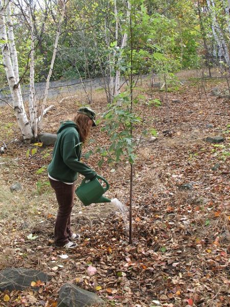 Planting trees is still important environmental work in Greater Sudbury, but local food, sustainable transportation, and water quality are also top priorities. (Photo by Naomi Grant)