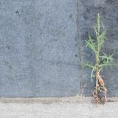 Plants Defy Concrete Outside Sudbury Post Office
