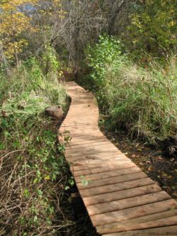 A small boardwalk neighbours put together where a favourite trail often flooded.  This small project makes an important difference every day for everyone enjoying their walk through the woods. (Photo by Naomi Grant)